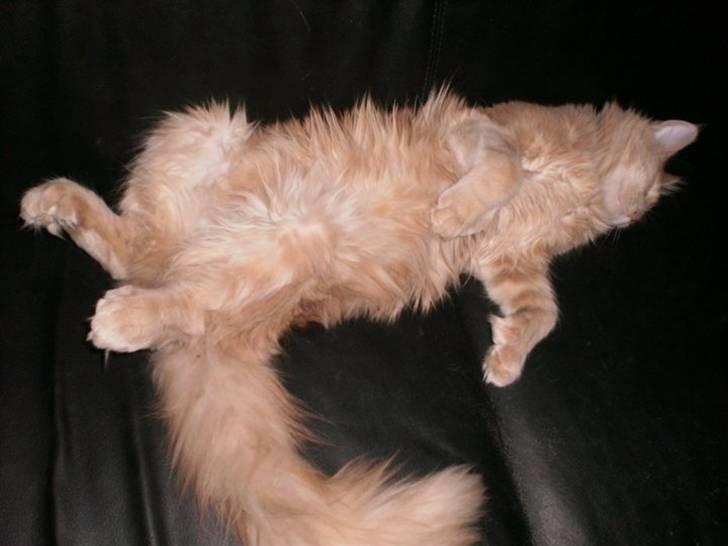 Maine Coon Garfield billede 6