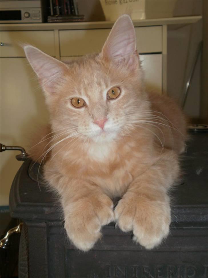 Maine Coon Garfield - Smukke kat :D billede 7