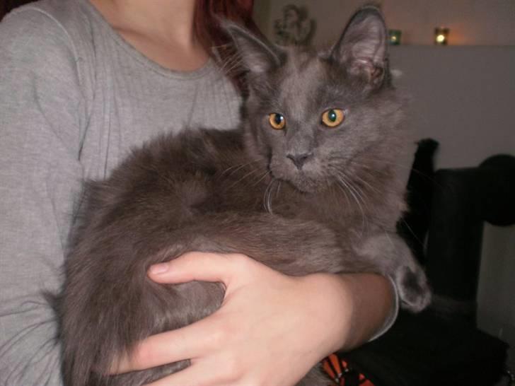 Maine Coon Obelix billede 1