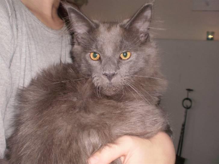 Maine Coon Obelix billede 2