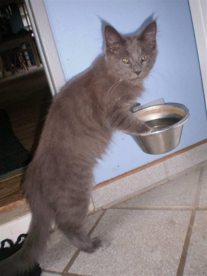 Maine Coon Obelix billede 3