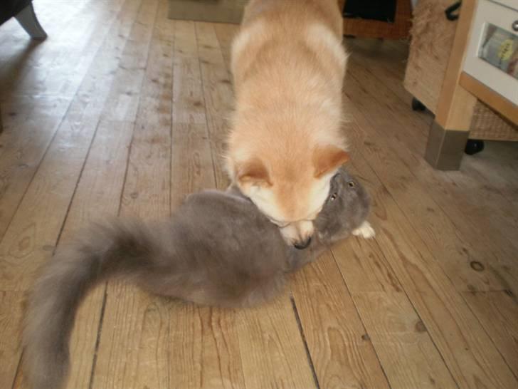 Maine Coon Obelix - Ja det sker tit :P billede 4