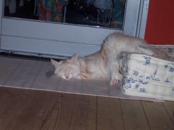 Maine Coon Kiss Me R.I.P :'( billede 1