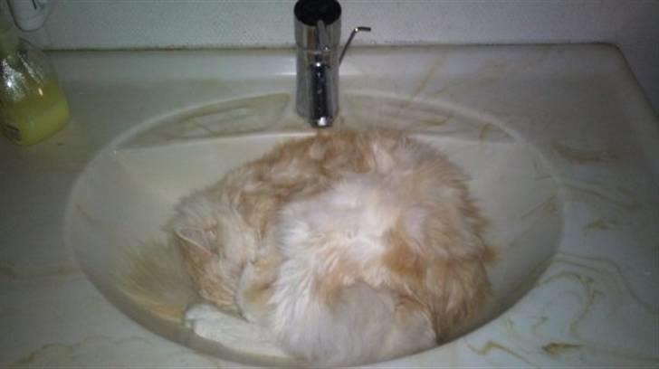 Maine Coon Kiss Me R.I.P :'( - Godnat :P billede 2