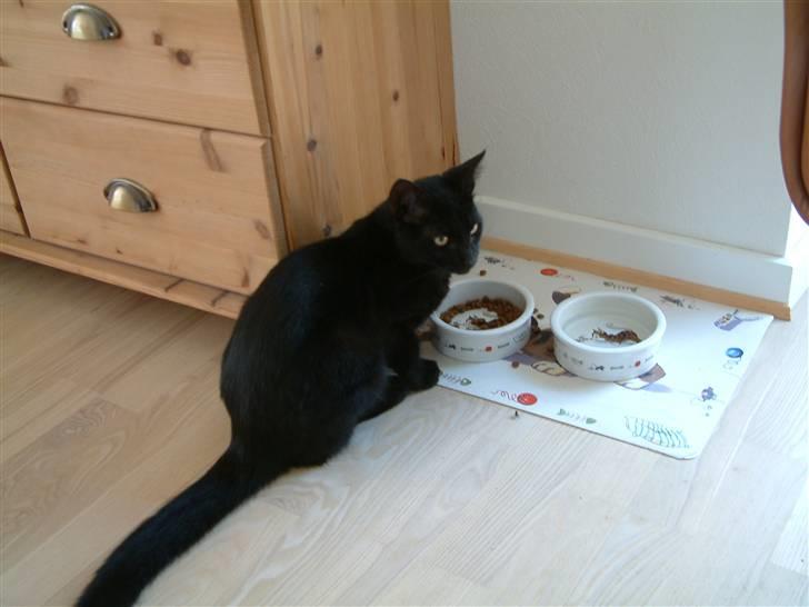 Huskat Mille-mis *død* )': billede 2