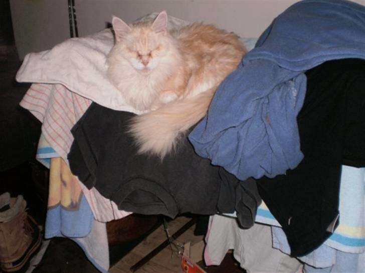 Maine Coon Kiss Me R.I.P :'( billede 3