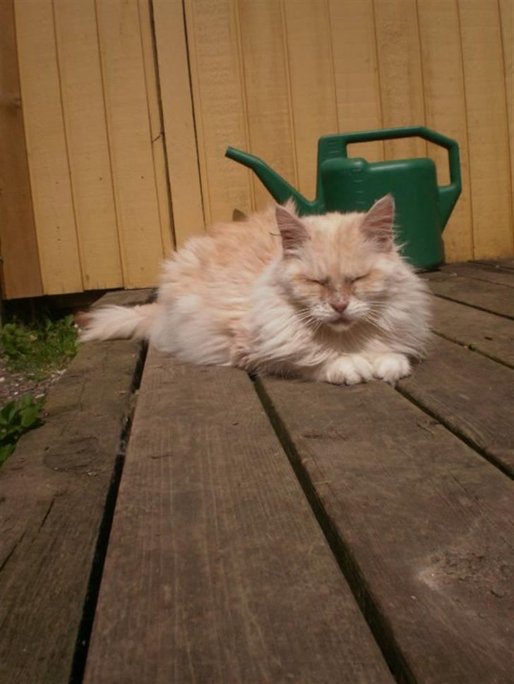 Maine Coon Kiss Me R.I.P :'( billede 4