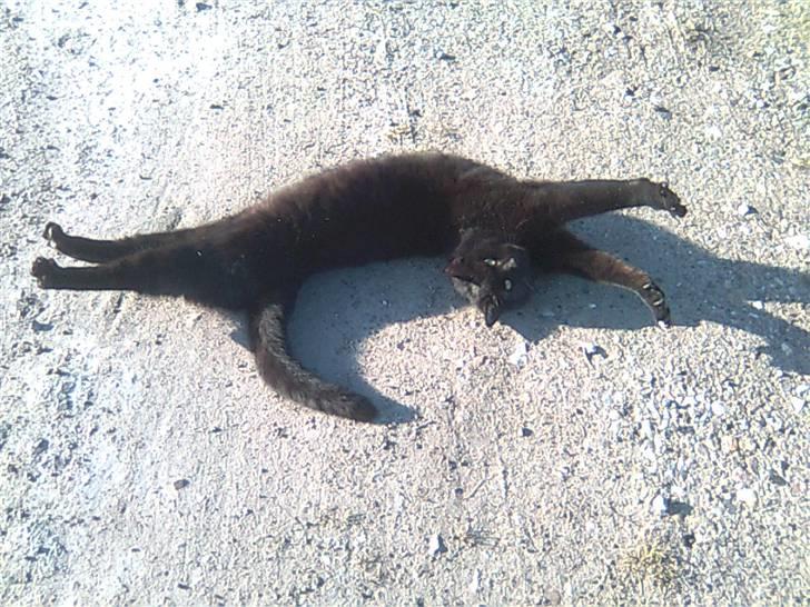 Huskat Mille-mis *død* )': billede 3