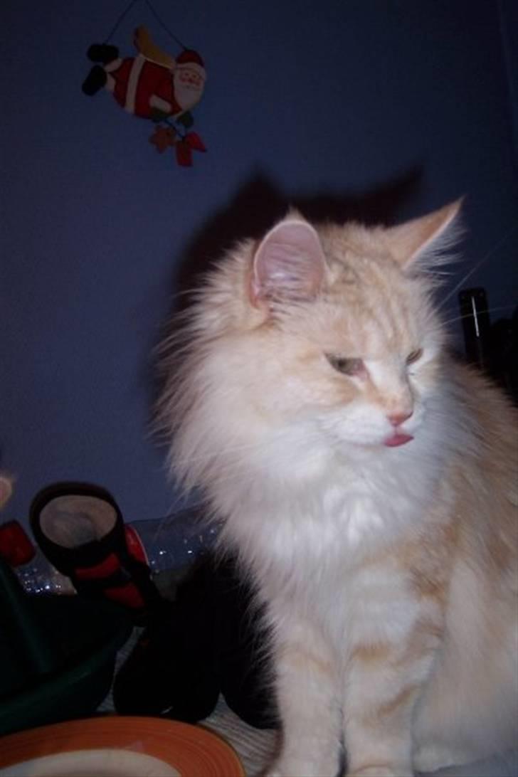 Maine Coon Kiss Me R.I.P :'( billede 5