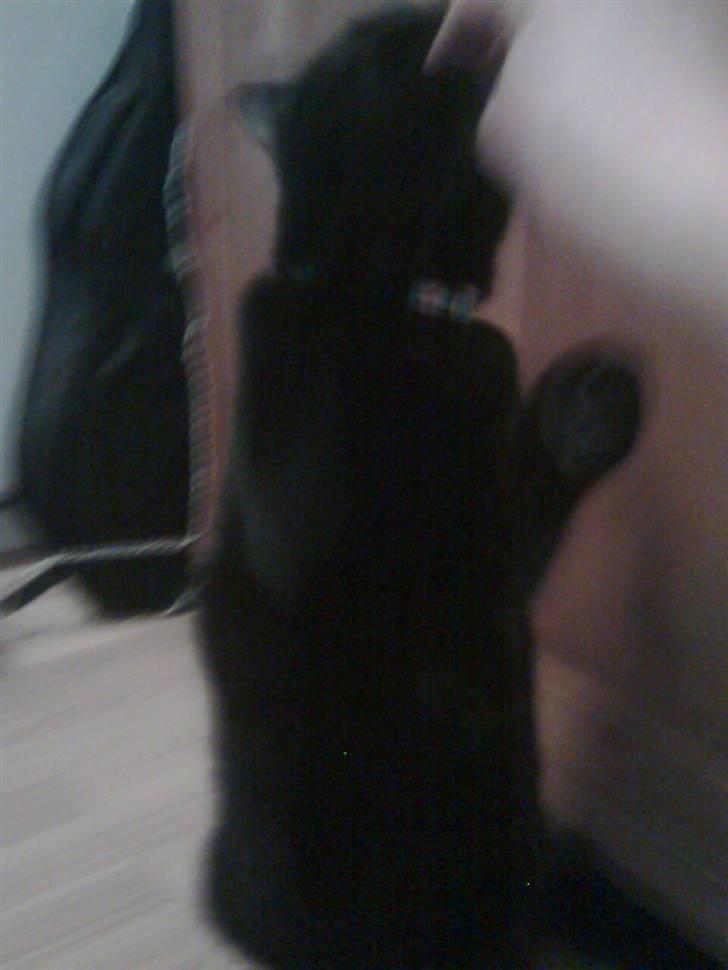 Huskat Mille-mis *død* )': - Mille står på bagben :-) billede 4