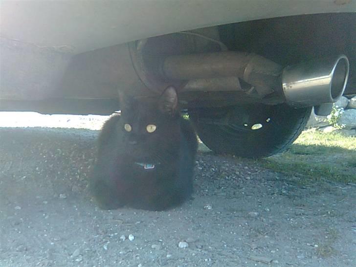 Huskat Mille-mis *død* )': billede 5