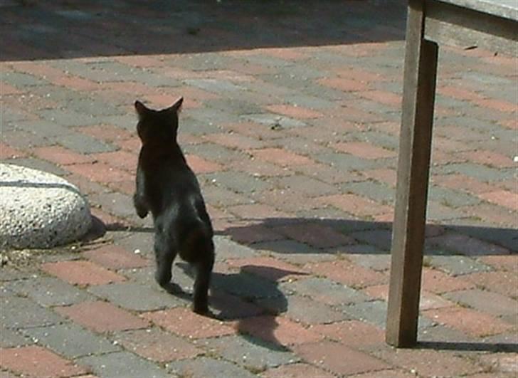 Huskat Mille-mis *død* )': billede 6