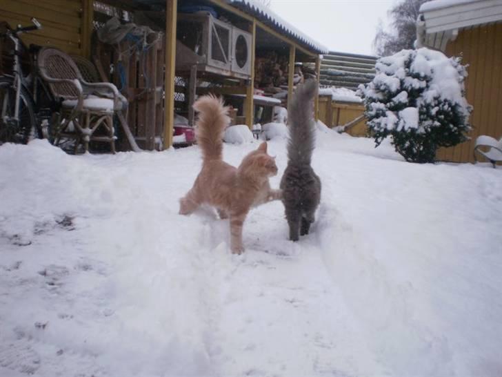 Maine Coon Garfield billede 8