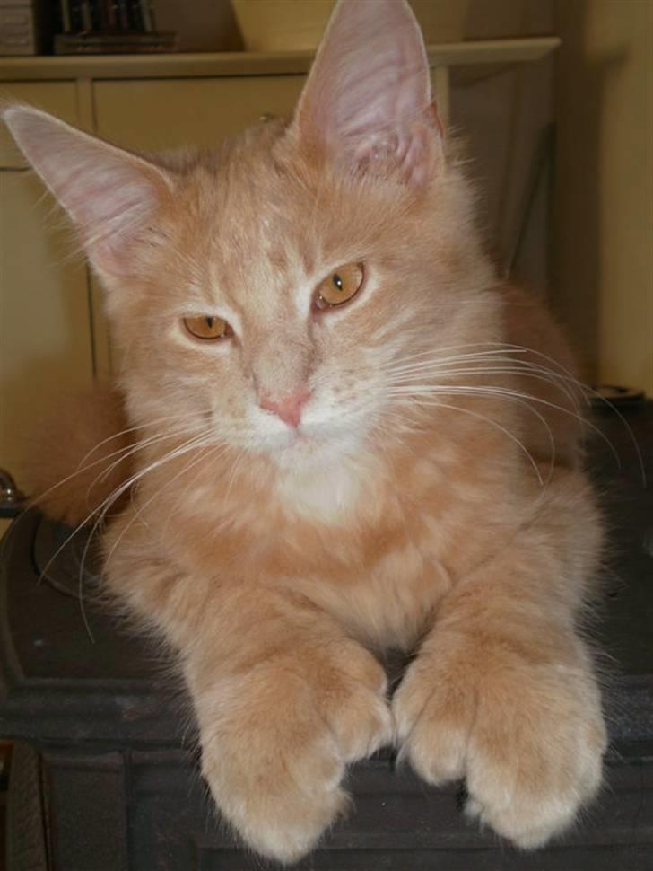 Maine Coon Garfield billede 9