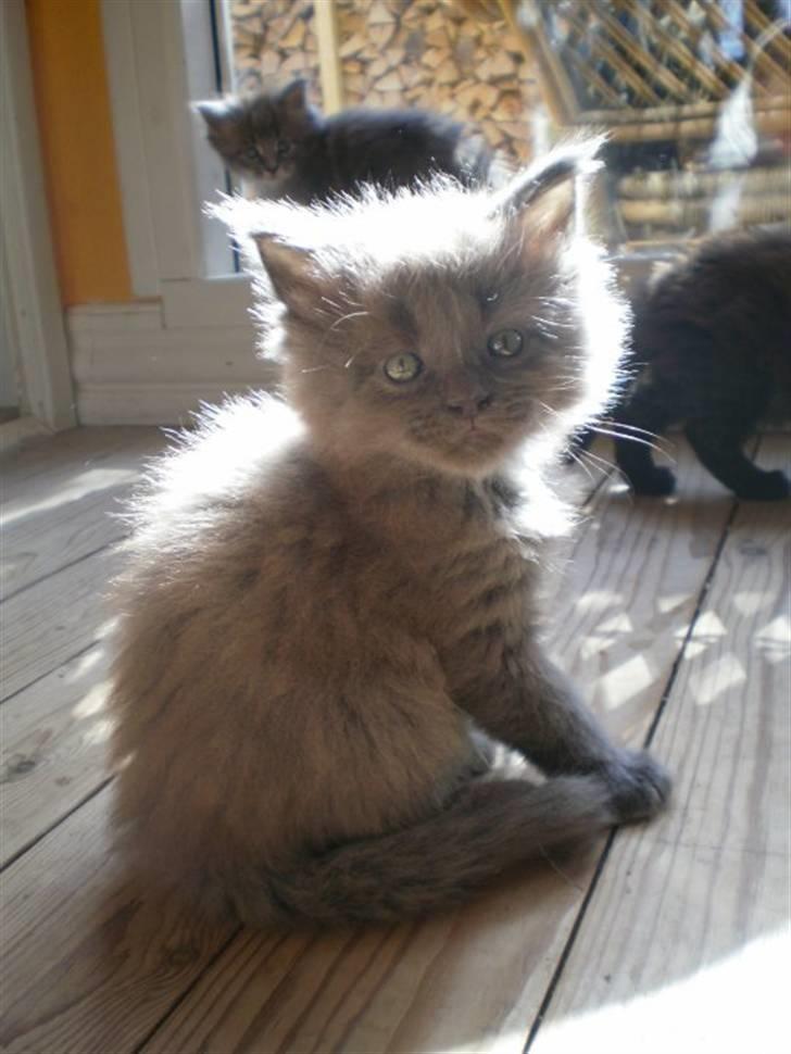 Maine Coon Obelix - Obelix som lille :P billede 5