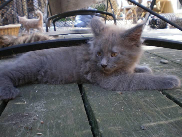 Maine Coon Obelix billede 6