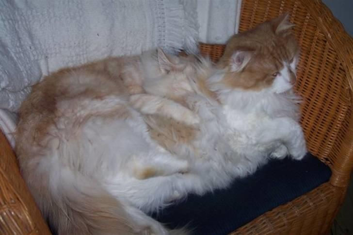 Maine Coon Kiss Me R.I.P :'( - Hun ligger bagerst :P  billede 6