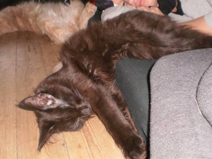 Maine Coon Bandit  billede 1