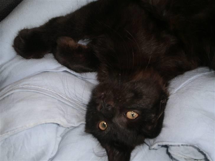 Maine Coon Bandit  billede 2