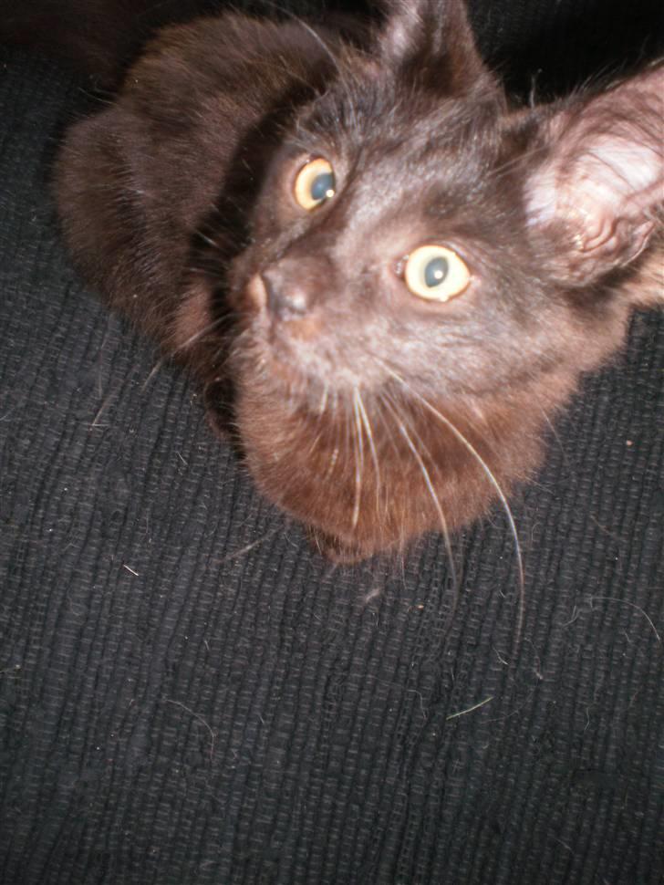 Maine Coon Bandit  billede 3