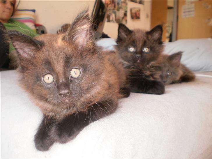 Maine Coon Bandit  billede 4