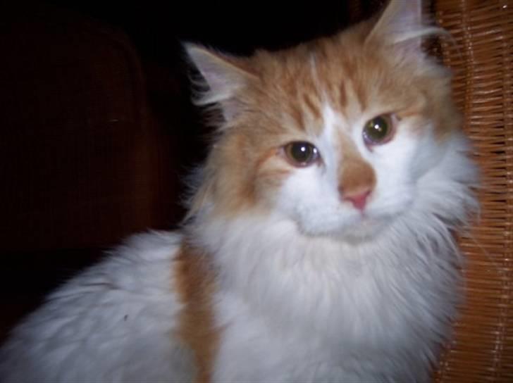 Norsk Skovkat Midi billede 1