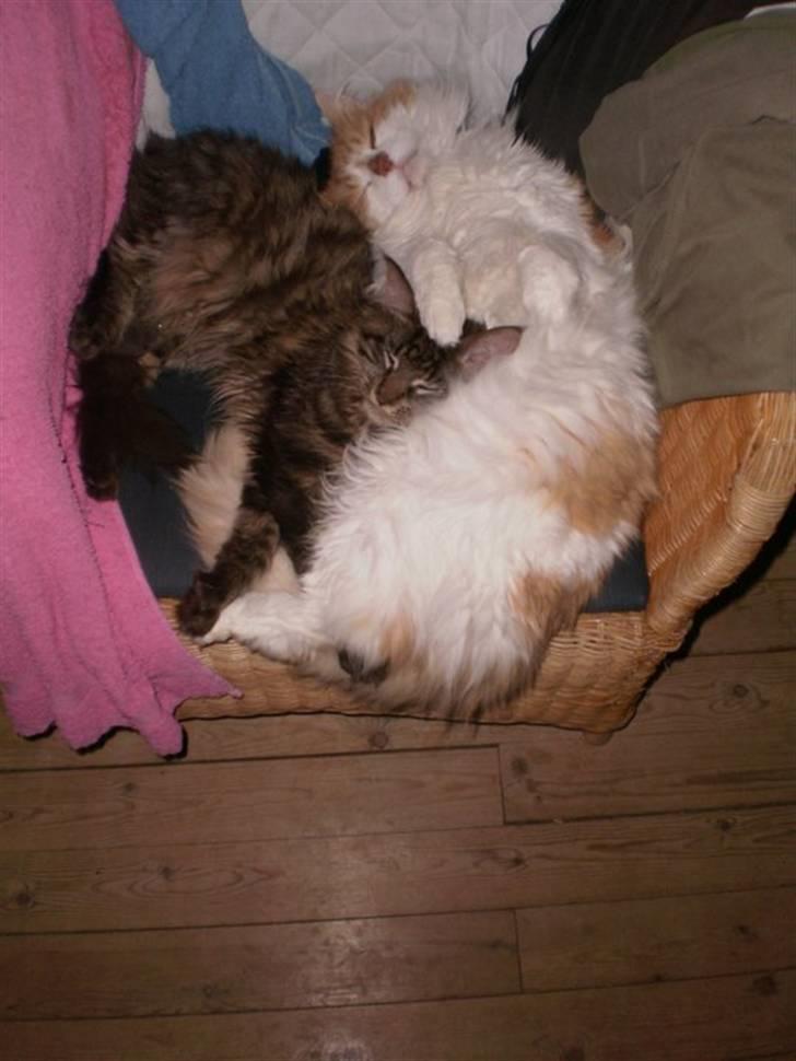 Norsk Skovkat Midi - Midi og Simba billede 2