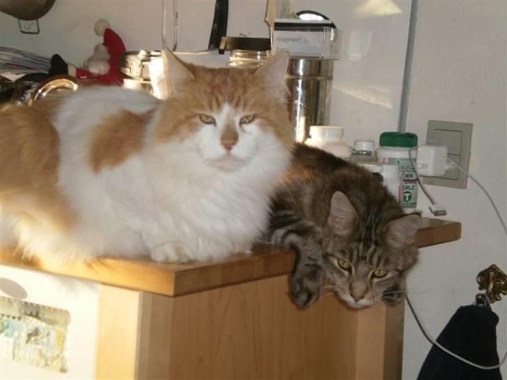 Norsk Skovkat Midi - Midi og Phoebe (pinki´s mor) som desværre er død :( billede 3