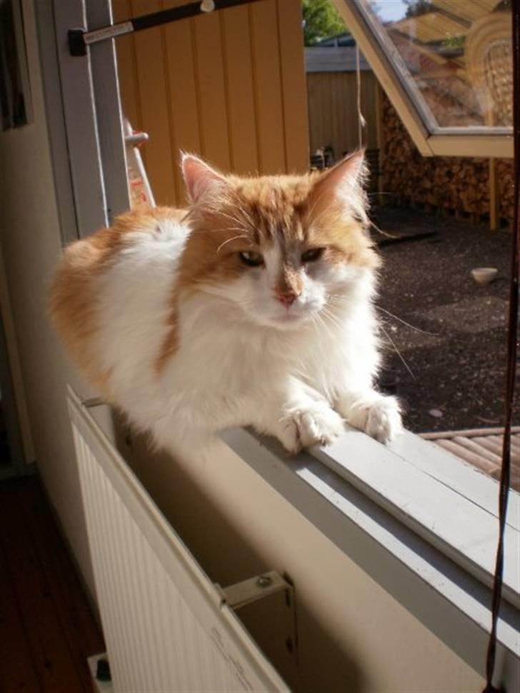 Norsk Skovkat Midi - Store smukke kat :D billede 4