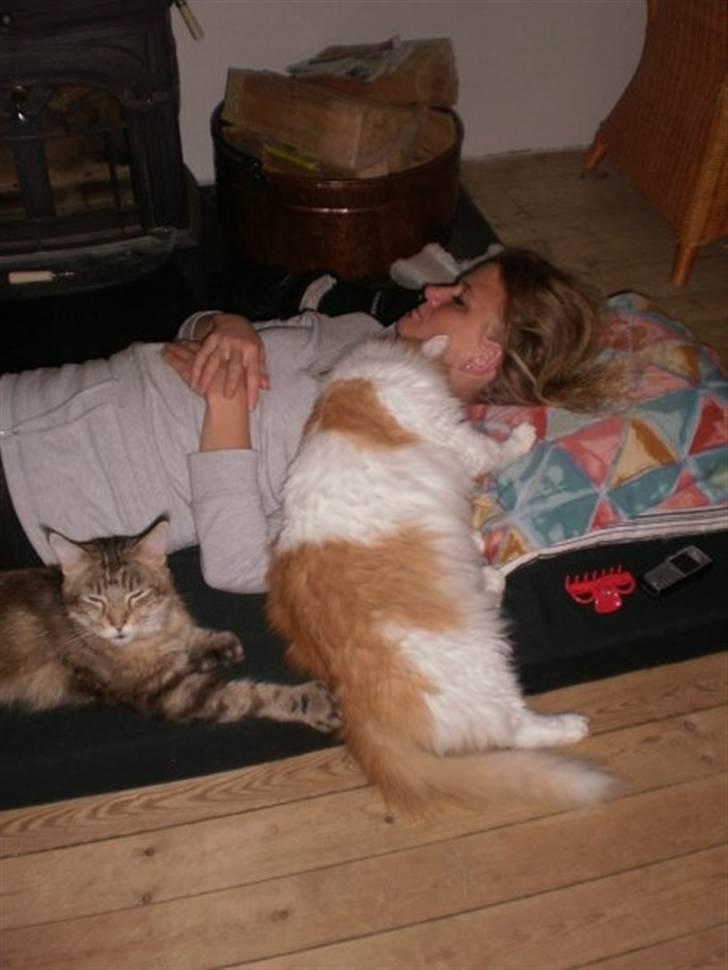 Norsk Skovkat Midi - Ren hygge :P billede 5