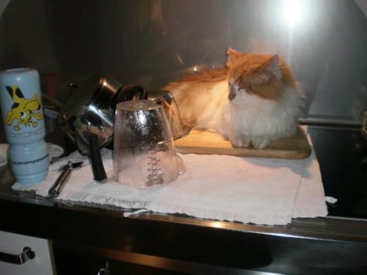 Norsk Skovkat Midi billede 6