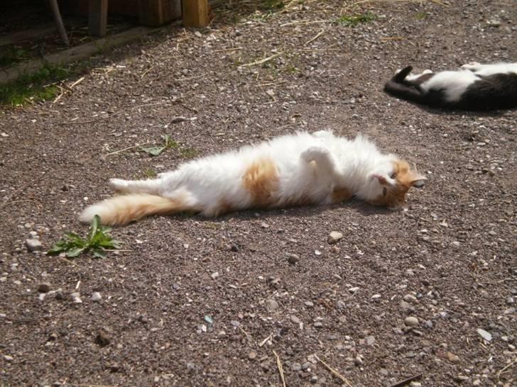 Norsk Skovkat Midi billede 7