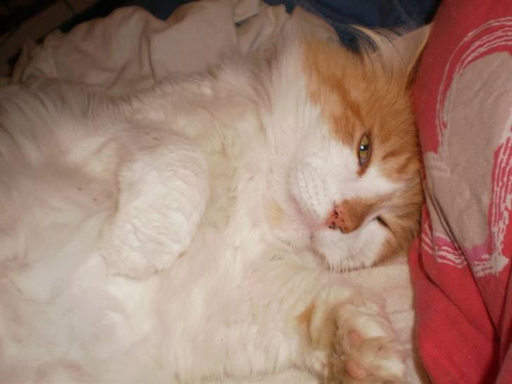 Norsk Skovkat Midi billede 8