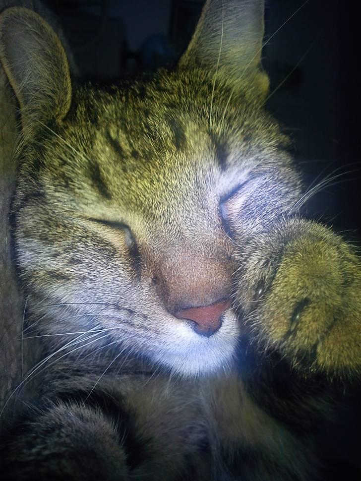 Huskat Tiger Lilli billede 8