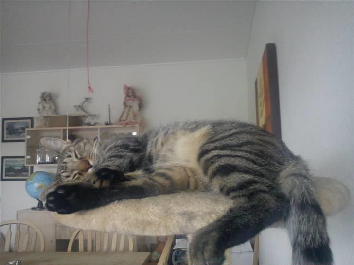 Huskat Tiger Lilli billede 9