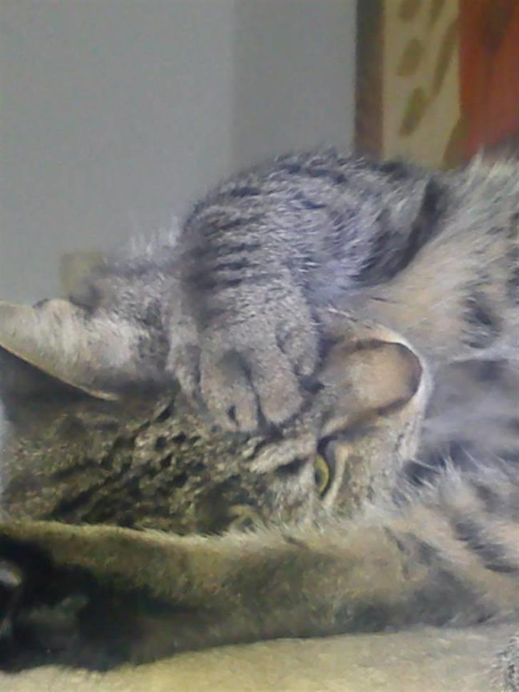 Huskat Tiger Lilli billede 11