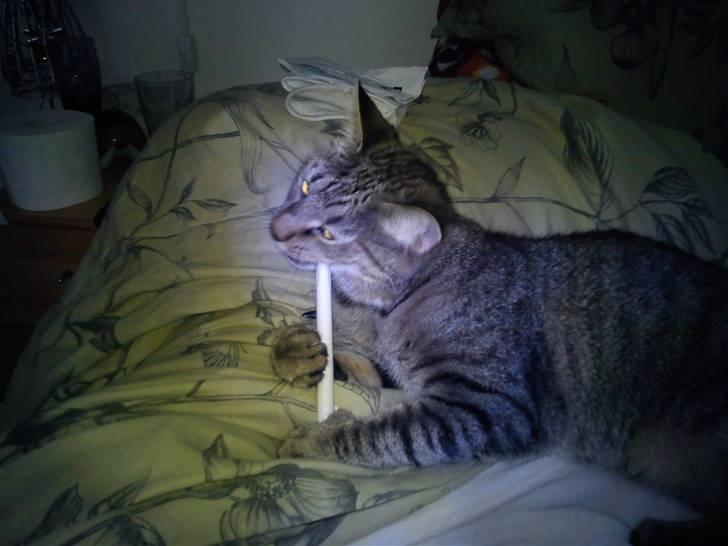 Huskat Tiger Lilli billede 12