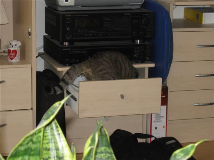 Huskat Tiger Lilli billede 13