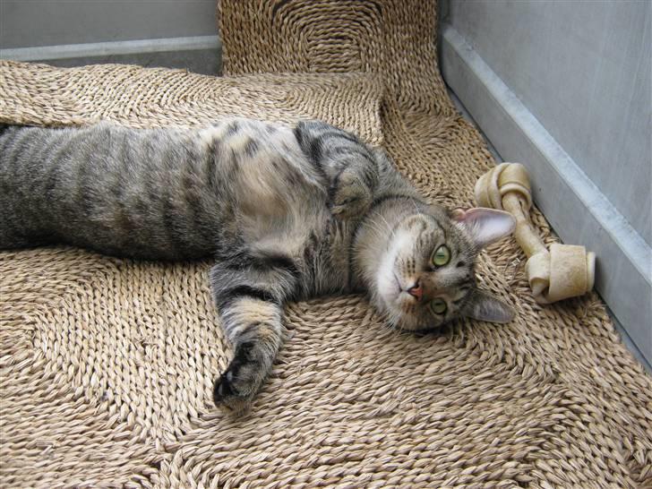 Huskat Tiger Lilli billede 15