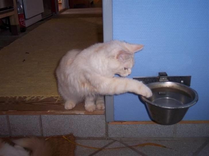 Maine Coon Kiss Me R.I.P :'( billede 7