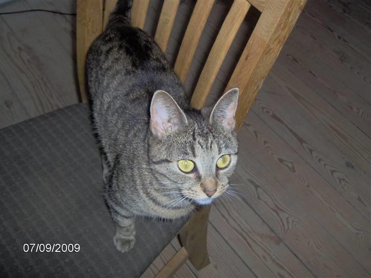 Huskat Sofine - ned- stiring billede 11