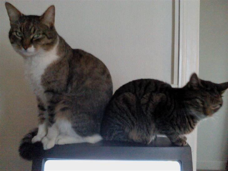 Huskat Piv  - Velkommen til Piv´s profil! :D Læg en kommentar+bedømmelse. ;D billede 7