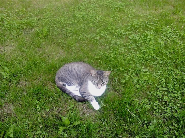 Huskat Piv  billede 2