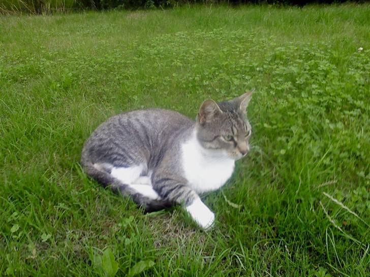 Huskat Piv  billede 3