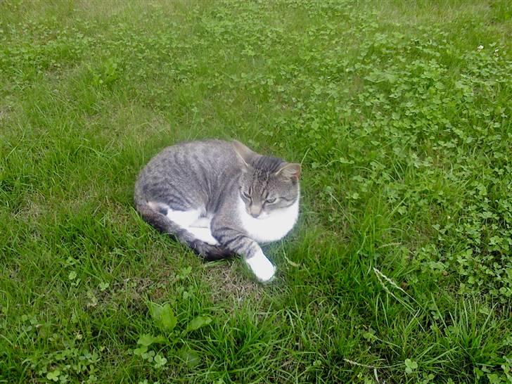 Huskat Piv  billede 4