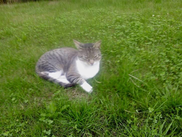 Huskat Piv  billede 5