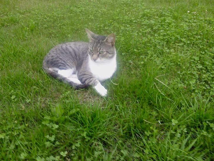 Huskat Piv  billede 6