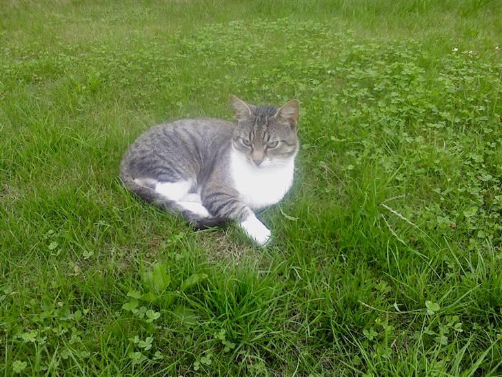 Huskat Piv  billede 8