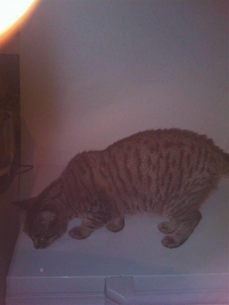 Huskat Sofine billede 12