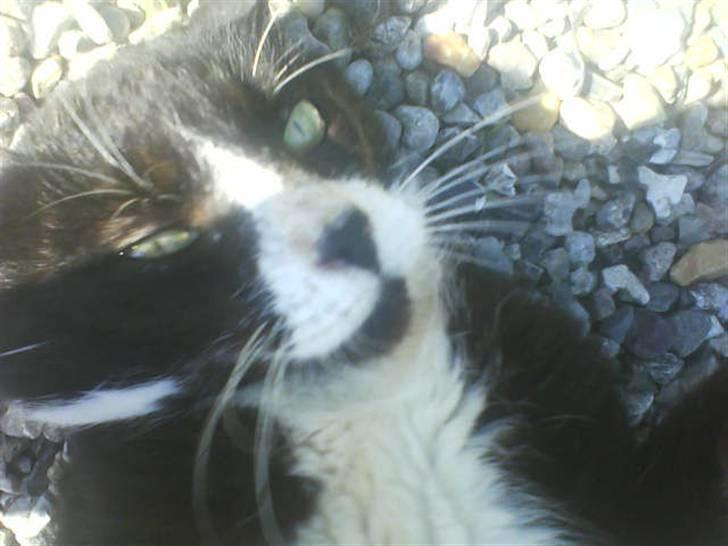 Huskat Bissen - Velkommen til Bissen´s Profil! Kig jer omkring! :D  billede 1